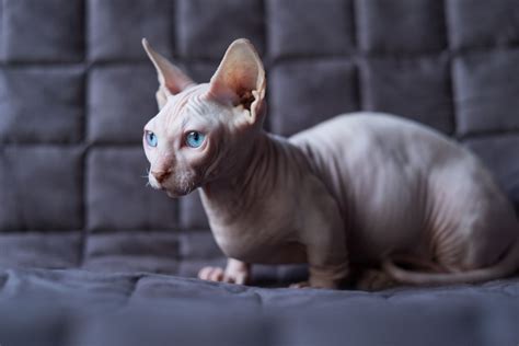 bambino cat breed profile characteristics and care