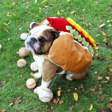 English Bulldog Hotdog Bulldogwrigley Wrigleythebulldog Funny