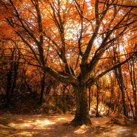 Autumn Tree 4k Ipad Pro Wallpapers Free Download