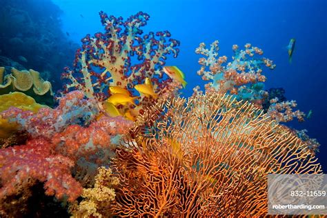 Colourful Coral Reef With Soft Stock Photo