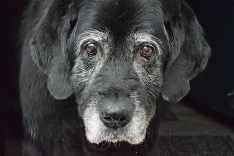7 Senior Dog Care Tips To Keep Your Dog Comfortable Toegrips