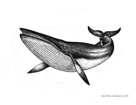 Minke Whale Vintage Drawing By Art Mackay In 2021 Whale Drawing