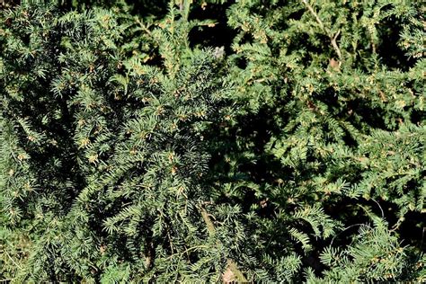 Free Picture Branches Conifers Evergreen Tree Conifer Plant Pine