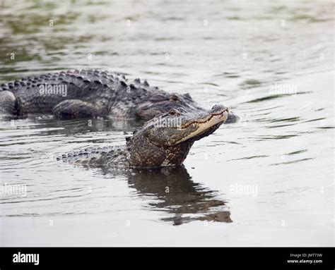Two Large Alligators In Florida Lake Stock Photo Alamy