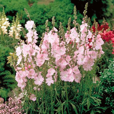 The cottage garden is a distinct style that uses informal design, traditional materials, dense plantings, and a mixture of ornamental and edible plants. Sidalcea rosea - Cottage Garden Plants - Van Meuwen ...