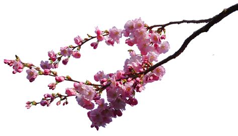Pink Cherry Blossom Branches Png