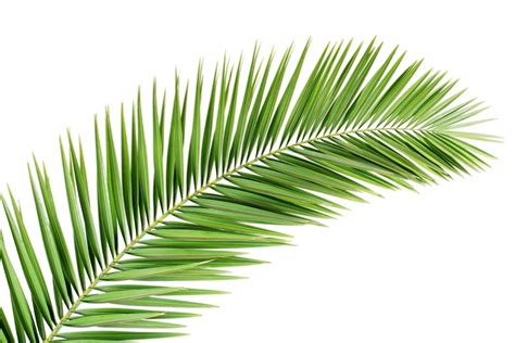 Green Palm Leaves Png Hd Png Mart