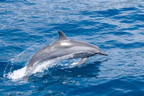 G Flipper Berri Cuales Son Las Partes De Un Delfin Hányados Vőlegény Szelíd