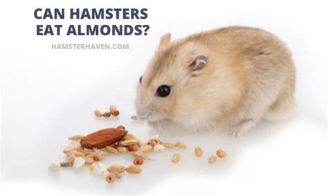 can hamsters eat almonds hamsters haven