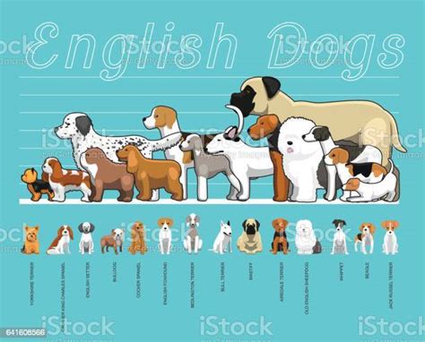 English Dogs Size Comparison Set Cartoon Vector Illustration Stock