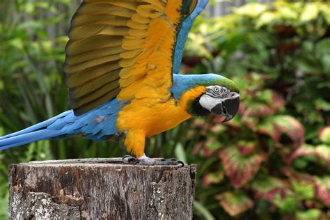 Blue And Yellow Macaws