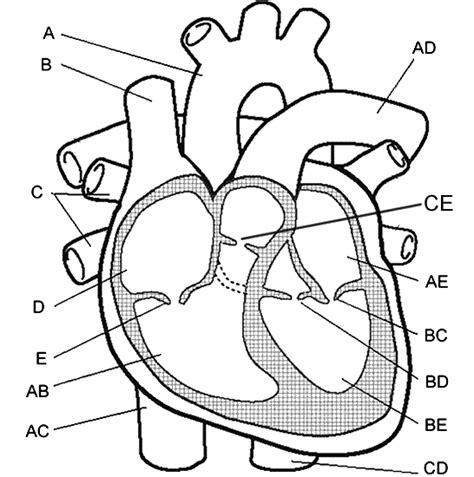 18 Heart Anatomy Diagram Quiz  R8d8rs