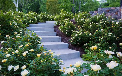 Flickr is almost certainly the best online photo management and sharing. Buy Sunny Yellow Knock Out Rose For Sale Online From ...