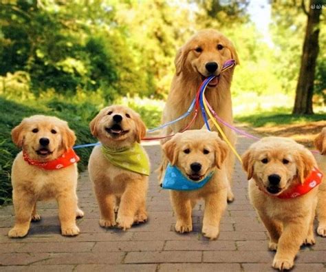 Ein weiteres bild von lustige tierbilder hunde: lustige tierbilder mit sprüche | lustige Videos - witzige ...