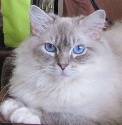 I Love Troy My Blue Mitted Lynx Ragdoll Cat Pretty Cats Beautiful
