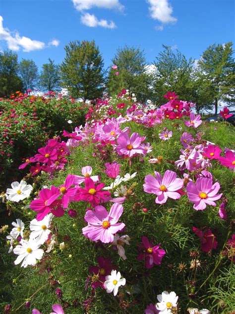 Cosmos Convention Beautiful Flowers Late Summer Flowers Summer Flowers
