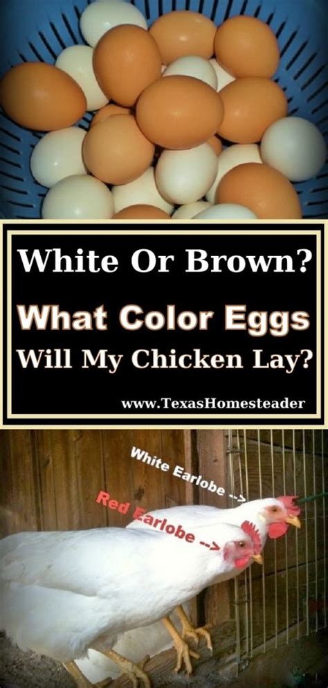 Ideal 236 Chickens What Color Eggs Texas Homesteader