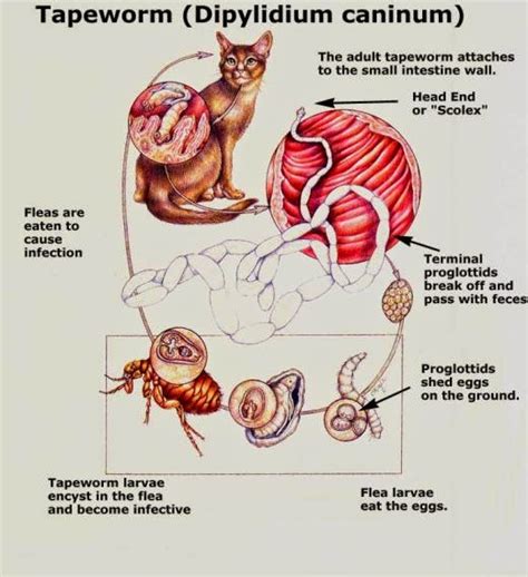 Cats are at risk from a number of intestinal parasites. Cat Lucky: Intestinal Parasites in Cats - Tapeworms and ...