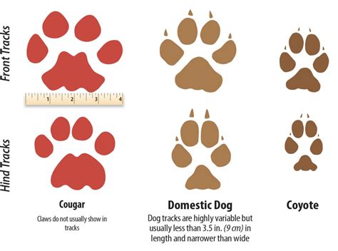 Cougar Identification Western Wildlife Outreach