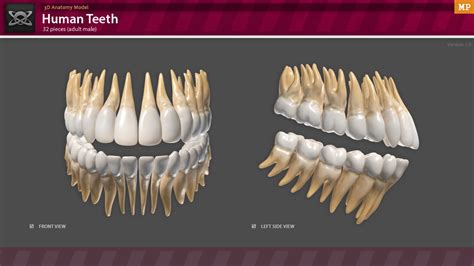 3d Anatomy Human Teeth By Motion Planet 3docean