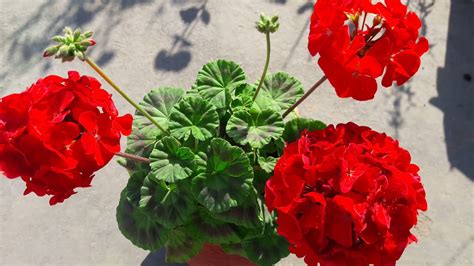 How To Take Care Of Geranium Plants Youtube