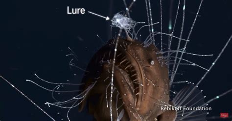First Footage Of Mating Deep Sea Anglerfish Astounds Scientists