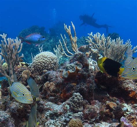 Columbia Reef Cozumel Ce Quil Faut Savoir Pour Votre Visite 2022