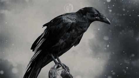 Crows And Ravens In Mythology Culture Maier Files Series