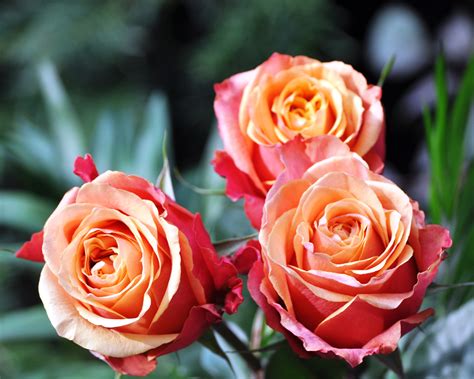 Our company is headquartered in the netherlands and we have branches in kenya, ecuador and colombia. Der faire Einkaufsführer | Am Valentinstag fair gehandelte ...