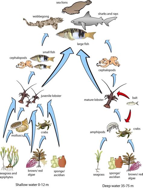 Food Web Of Shallow Water And Deep Water Ecosystems Of The Western Rock