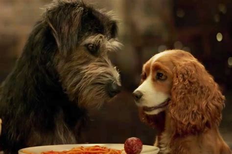 Lady And The Tramp 2019 Film