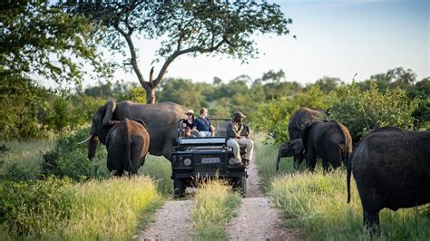 Is A Kruger National Park Safari Enough Discover Africa Safaris