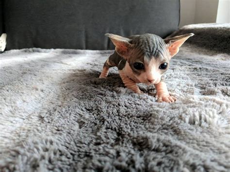 Make sure we meet everybody's wants, our priority is your satisfaction. Sphynx Cats For Sale | Washington, DC #241005 | Petzlover