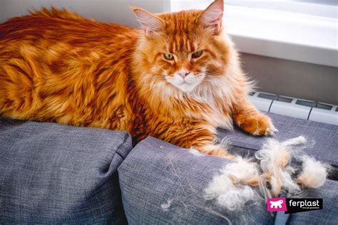 Why Does The Cat Lose Its Hair In Patches Causes And Solutions