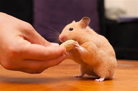 Hamster Eating Peanut From A Hand Cute Animals Hamster Animals