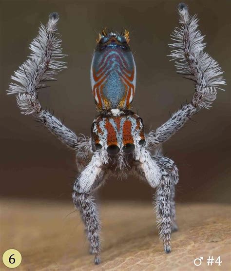 Peacock Spider Dance Funny Dancing Peacock Spider Funny Cool And
