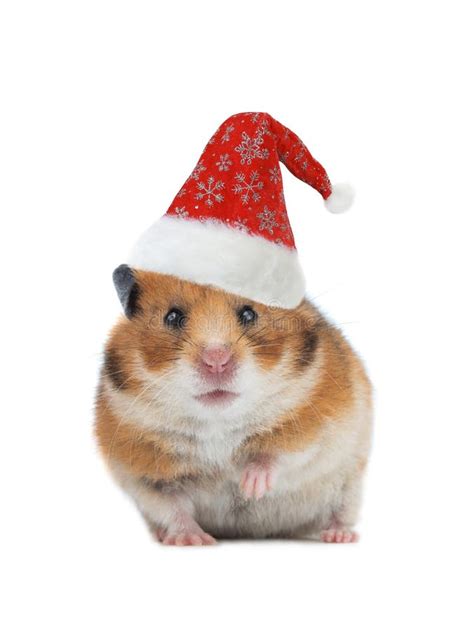 Syrian Hamster Santa Hat Stock Photos Free And Royalty Free Stock