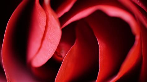 Images Gratuites Rouge Pétale Fermer Fleur Rose
