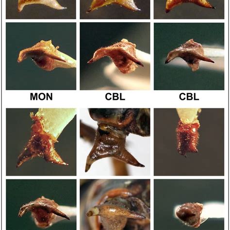 Comparison Of Ovipositor Ventral Valves Dissected From Specimens Of Download Scientific