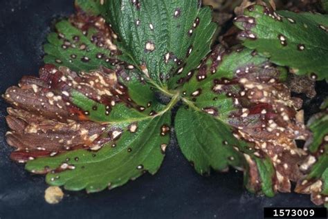 Como acabar com pulgoes e fumagina nas plantas. Doença do Morango - Mancha-de-Mycosphaerella - Maneje Bem ...