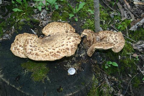 Minnesota Bound Found These Mushrooms Growing On A Stump Im Stumped