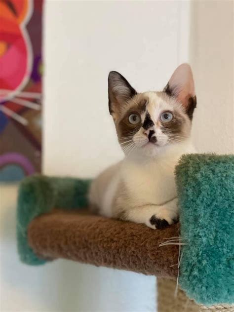 I recently adopted a cat thats similar. Cat for adoption - Arissa - Snowshoe Siamese, a Snowshoe ...