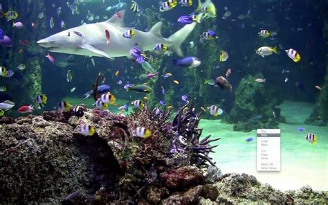Fish Tank 3d Live Wallpaper Free Download For Pc ~ Moving Wallpaper