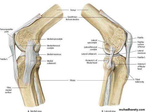 Jul 03, 2018 · in the calf region of the leg, the gastrocnemius muscle extends from the distal end of the femur through the calcaneal (achilles) tendon to the calcaneus of the heel. knee joint anatomy pptx - مؤيد - Muhadharaty