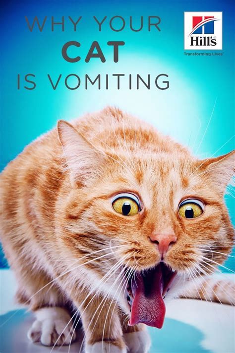 Old cat throwing up undigested food. Reasons Why Your Cat is Vomiting | Cats, Cat throwing up ...