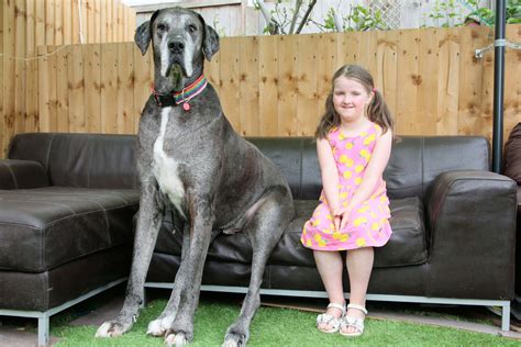 Guinness World Records Oldest Living Great Dane Guiness Record