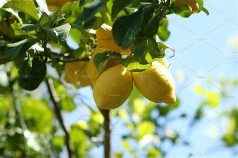 Lemon Tree Stock Photo Containing Agriculture And Branch Nature Stock