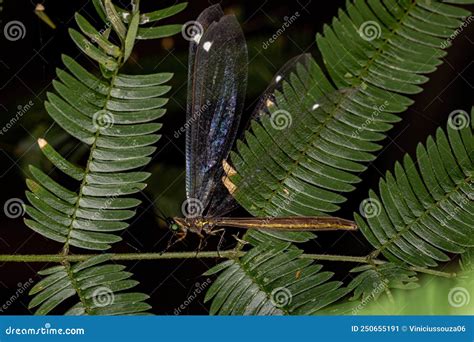 Adult Antlion Insect Stock Image Image Of Neuroptera 250655191