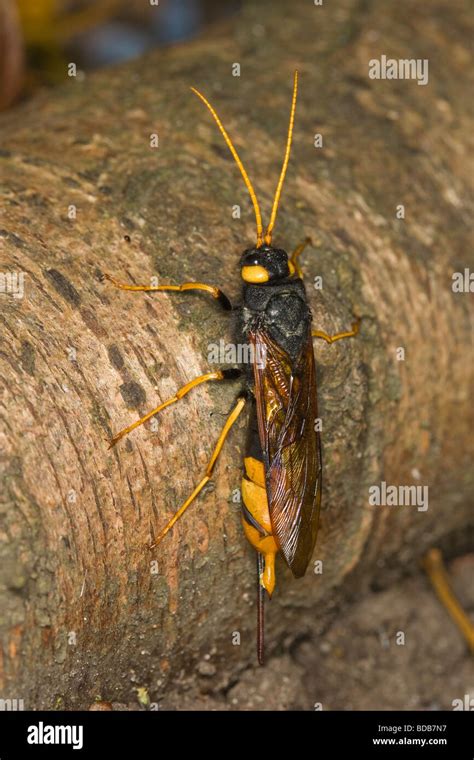 Female Horntail Or Giant Wood Wasp Urocerus Gigas Resting On A Tree