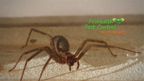 5 Signs Of A Brown Recluse Infestation In Your Home